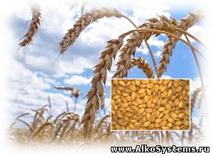 зерновая брага из пшеницы